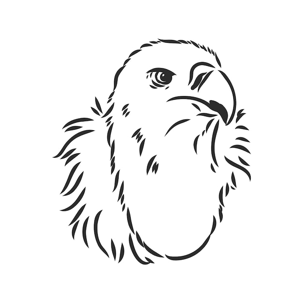Vector vulture illustration, drawing, engraving, ink, line art vector vulture vector sketch