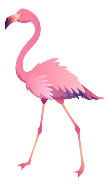 Walking flamingo. Beautiful pink bird. Tropical animal isolated on white background