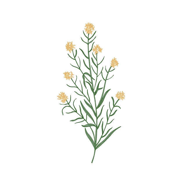 Vector wallflower isolated