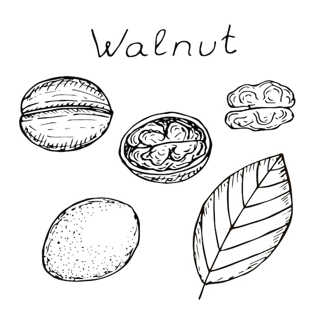 Walnoot instellen vector illustratie hand tekenen schets