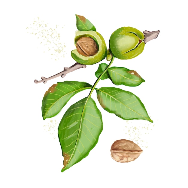 Walnut and branch realistic vector drawing