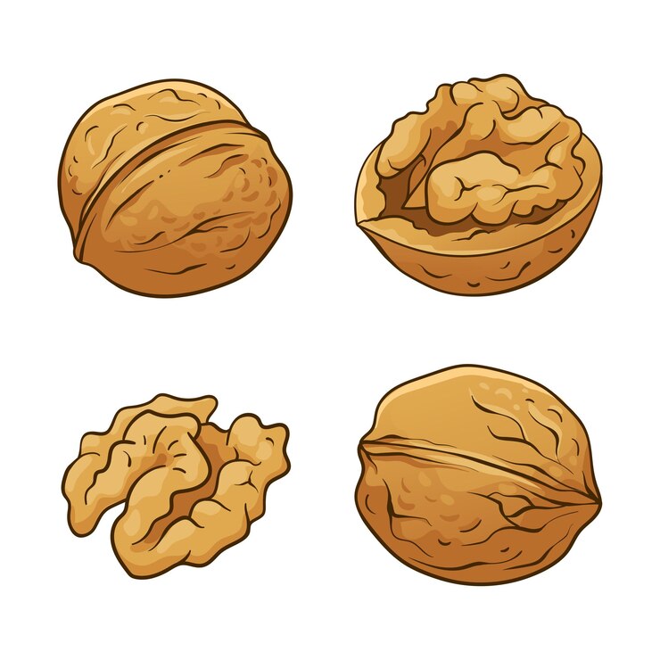Walnut collectie vector met de hand getekende illustratie geïsoleerd op wit
