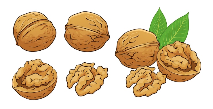 Vector walnut collection vector hand drawn colored illustration