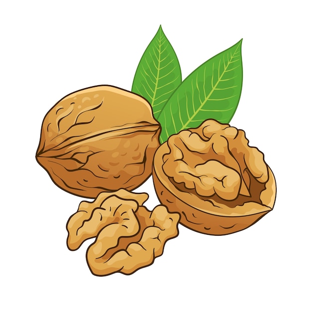 Walnut met kern en bladeren vector handgetekende gekleurde illustratie