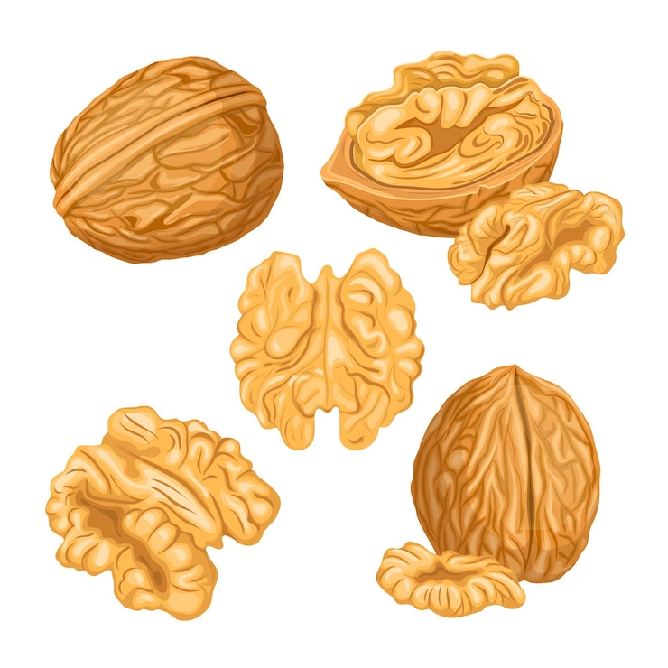 Vector walnut nut kernel set cartoon vector illustration