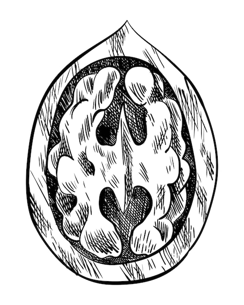 호두 조각 라벨 템플릿 포장 또는 엠블럼 농부 시장 디자인을 위한 너트의 손으로 그린 잉크 스케치 자연 건강 식품 필기 그래픽 기술 새겨진 그림