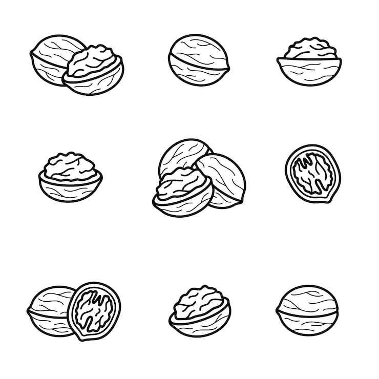 Vector walnut set collection icon walnut vector