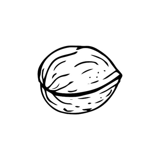 Walnut thin black lines on a white background vector