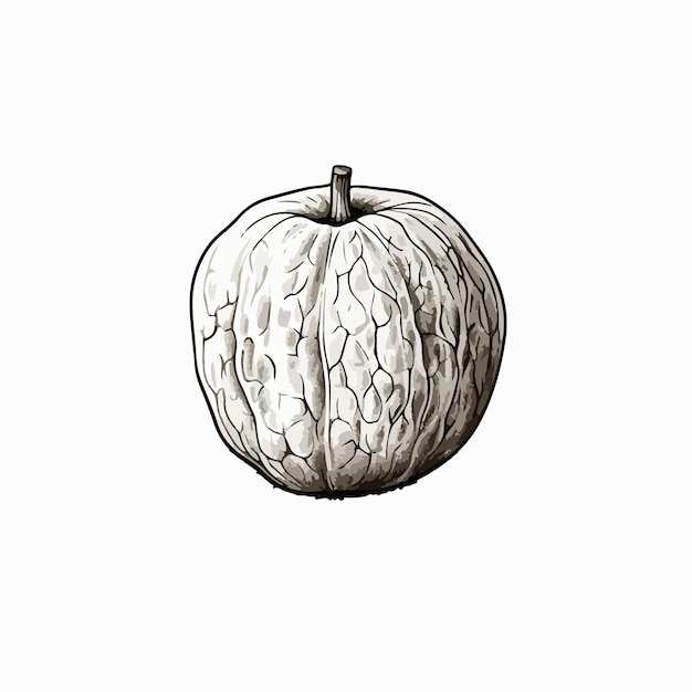 A walnut with black lines on a white background