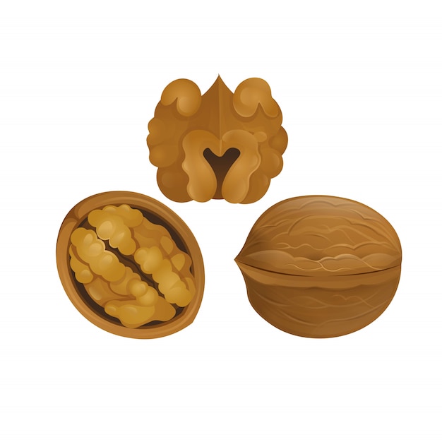 Vector walnuts isolated