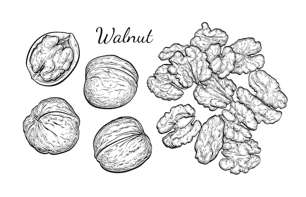 Vector walnuts sketch set