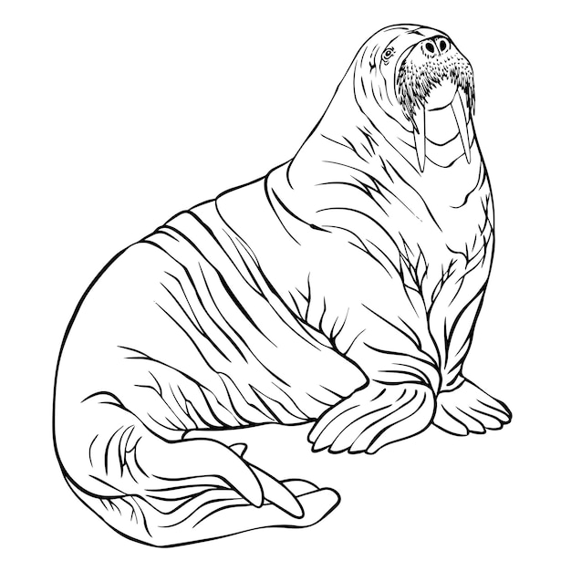 Walrus vector lijn zwart-wit tekening