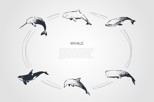 Walvis concept set illustratie