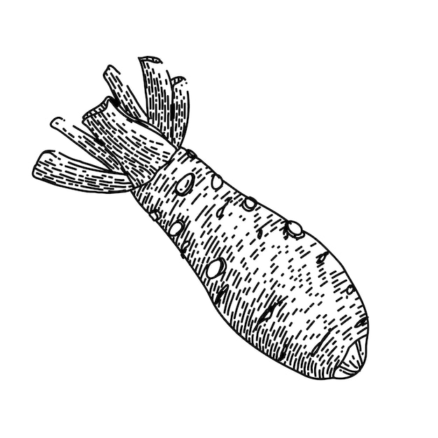 Vettore disegnato a mano di schizzo dell'alimento della radice di wasabi