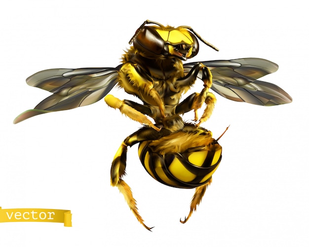 Wasp. 3d realistic vector