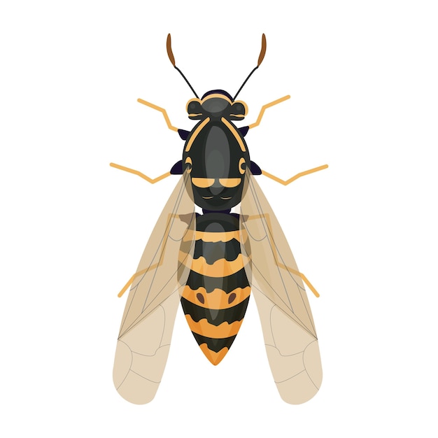 Wasp insect, bumble bee top view in cartoon style, realistic bug Isolated clip art