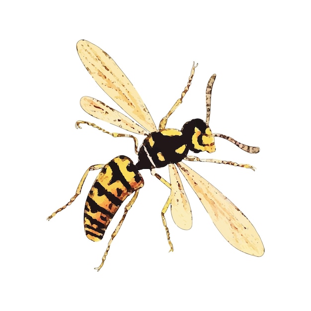 Wasp watercolor vector illustration