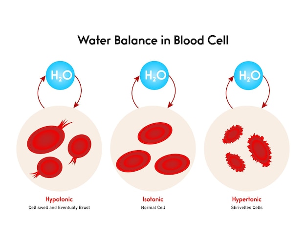 Водный баланс в изотонических, гипотонических и гипертонических растворах кровяных клеток