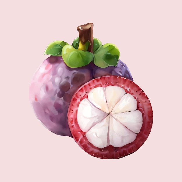 Water color vector mangosteen fruit