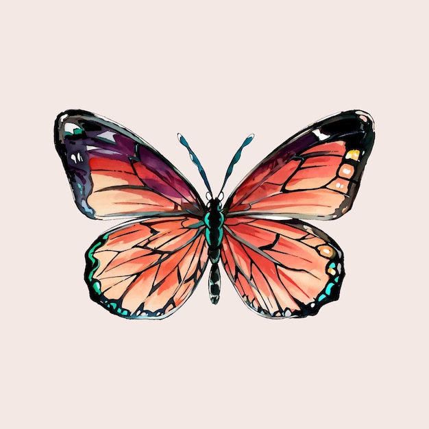 Water color vector orange Butterfly