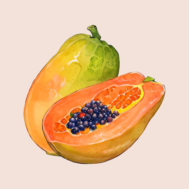 Water Color vector papaya fruit