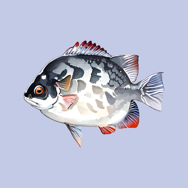 Vector water color vector scat fish