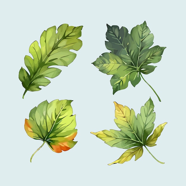 Vector water color vector set of leaf leaves floral collection illustration for wedding card