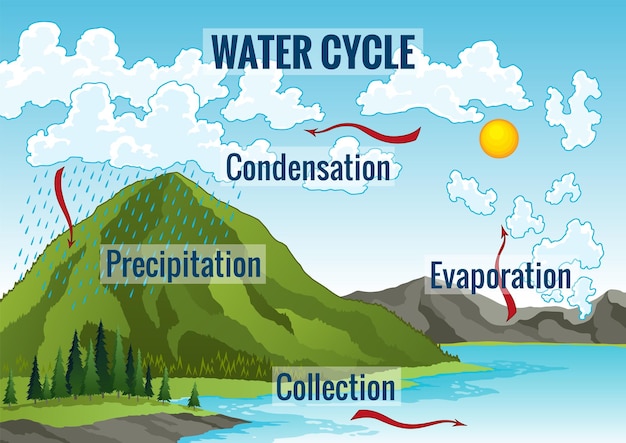 Diagramma del ciclo dell'acqua processo idrologico terrestre schema di circolazione ambientale con pioggia precipitazione condensazione delle nuvole evaporazione e raccolta del deflusso ciclo dell'acqua nell'ambiente naturale