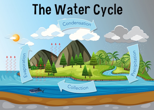 Vector the water cycle diagram