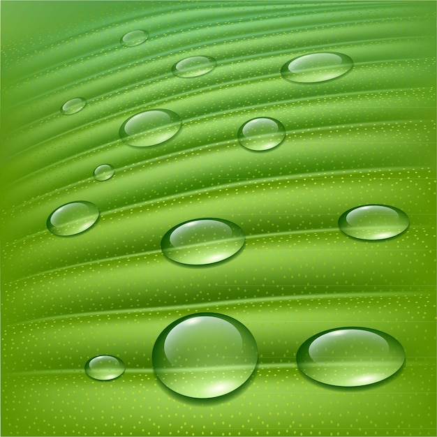 Vector water drops on fresh green background