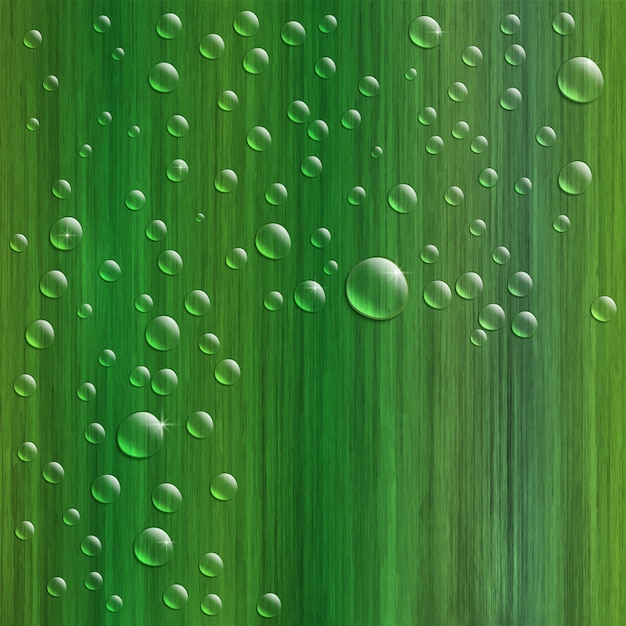 Water drops on fresh green grass