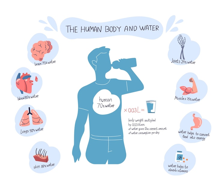 Vector water function in body fluid composition of human drinking benefits medicine infographic temperature regulations balance for healthy skin bones organs classy vector illustration
