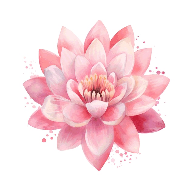 Vector water lilly lotus flower pink color watercolor paint for card decor