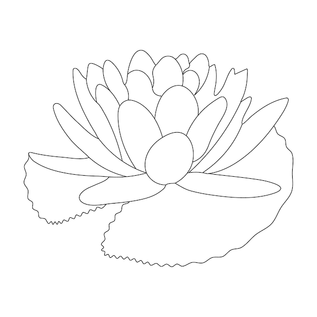 Ninfea colorazione pagina e linea arte fiore schizzo con illustrazione vettoriale fiore
