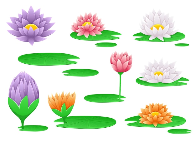 Vector water lily flower vector design illustration isolated on background