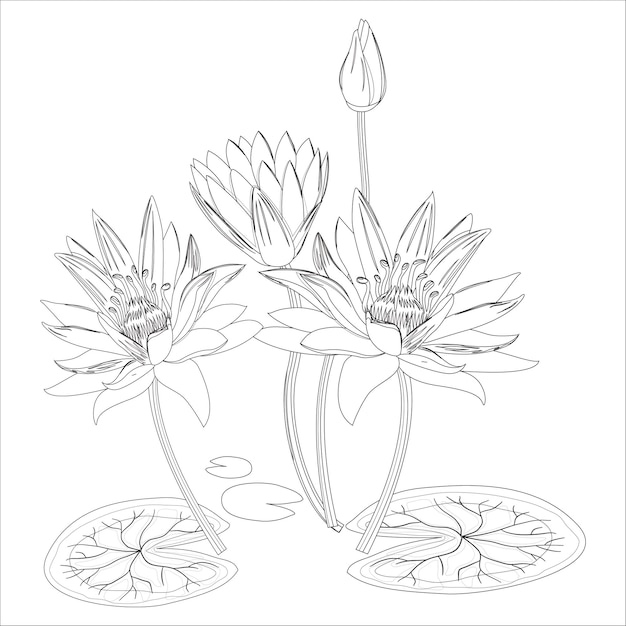 Vector water lily outline black and white flower coloring page