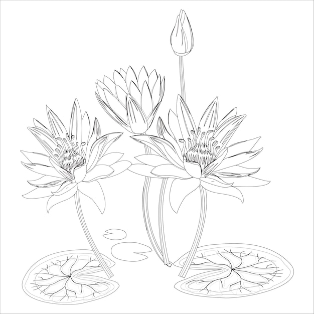 lily outline coloring page