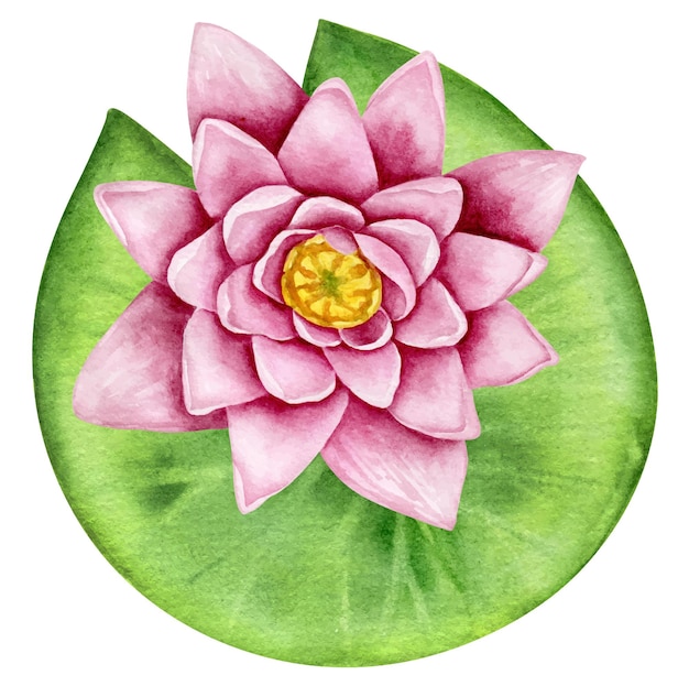 Water lily with leaf watercolor hand drawn botanical illustration