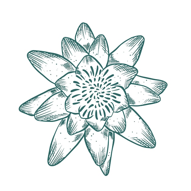Эскиз линии воды с ручной гравировкой Цветущий одиночный цветок изолированный объект Lotus vector vintage