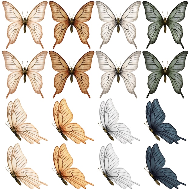 Watercolo beautiful butterfly collection