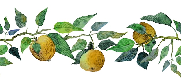 Vector watercolok naadloze grens gele appels bladeren takken ornament