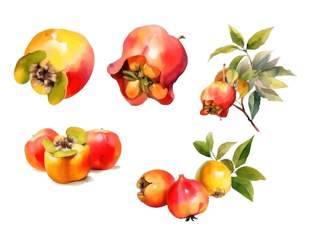 Watercolor ackee fruit vector illustration