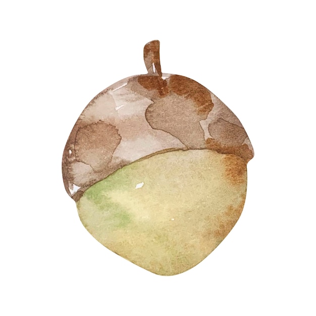 Watercolor acorn autumn illustration for design and print