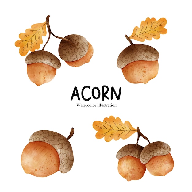 Watercolor acorn autumn season vector illustration