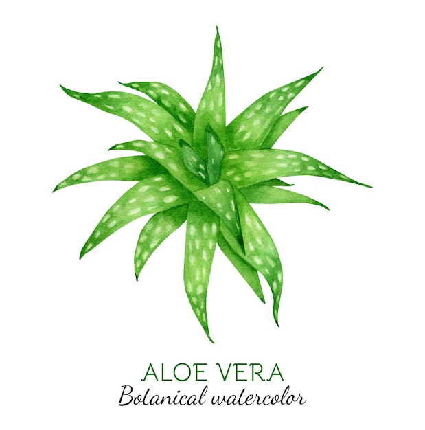 Illustrazione della pianta di aloe vera dell'acquerello