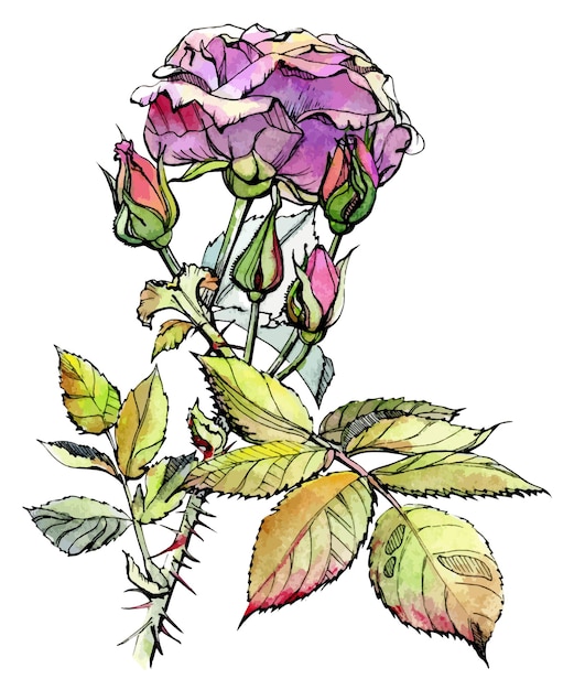Бутоны и листья розы, нарисованные акварелью и тушью