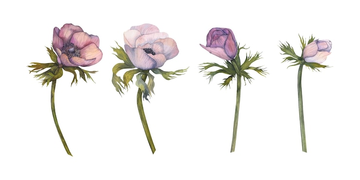 Vector watercolor anemones