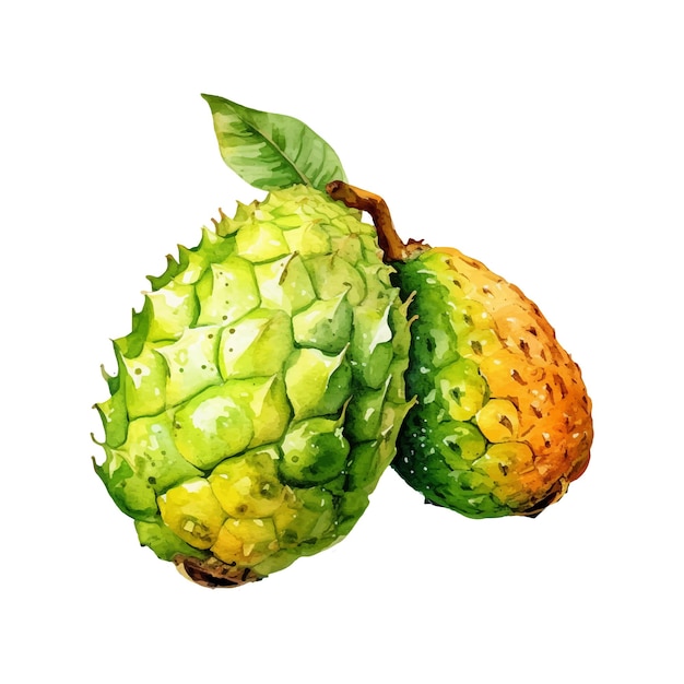 Акварель Annona Fruit Illustration Нарисованный вручную элемент дизайна свежих продуктов на белом фоне