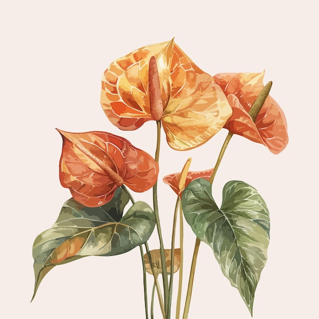 Watercolor anthurium flower laceleaf flower vector illustration