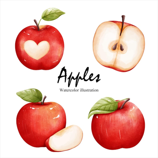 Vector watercolor apples fruit vector illustration
